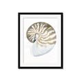 Picture of Sea Shell II _GroupedProduct_Rectangle_Portrait_Framed_Matted_