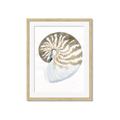 Picture of Sea Shell II _GroupedProduct_Rectangle_Portrait_Framed_Matted_