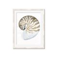 Picture of Sea Shell II _GroupedProduct_Rectangle_Portrait_Framed_Matted_