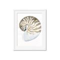 Picture of Sea Shell II _GroupedProduct_Rectangle_Portrait_Framed_Matted_