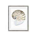 Picture of Sea Shell II _GroupedProduct_Rectangle_Portrait_Framed_Matted_