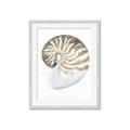 Picture of Sea Shell II _GroupedProduct_Rectangle_Portrait_Framed_Matted_