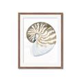 Picture of Sea Shell II _GroupedProduct_Rectangle_Portrait_Framed_Matted_