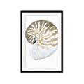 Picture of Sea Shell II _GroupedProduct_Rectangle_Portrait_Framed_Matted_