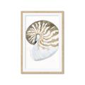 Picture of Sea Shell II _GroupedProduct_Rectangle_Portrait_Framed_Matted_