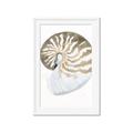 Picture of Sea Shell II _GroupedProduct_Rectangle_Portrait_Framed_Matted_