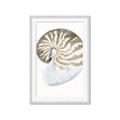 Picture of Sea Shell II _GroupedProduct_Rectangle_Portrait_Framed_Matted_
