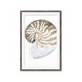 Picture of Sea Shell II _GroupedProduct_Rectangle_Portrait_Framed_Matted_