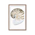 Picture of Sea Shell II _GroupedProduct_Rectangle_Portrait_Framed_Matted_