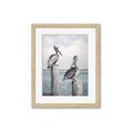 Picture of Observing Pelicans _GroupedProduct_Rectangle_Portrait_Framed_Matted_
