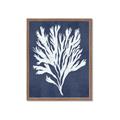 Picture of Navy Coral II  _GroupedProduct_Rectangle_Portrait_Framed_Matted_