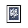 Picture of Navy Coral II  _GroupedProduct_Rectangle_Portrait_Framed_Matted_