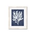 Picture of Navy Coral II  _GroupedProduct_Rectangle_Portrait_Framed_Matted_