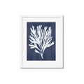Picture of Navy Coral II  _GroupedProduct_Rectangle_Portrait_Framed_Matted_