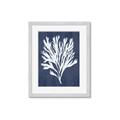 Picture of Navy Coral II  _GroupedProduct_Rectangle_Portrait_Framed_Matted_