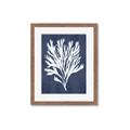 Picture of Navy Coral II  _GroupedProduct_Rectangle_Portrait_Framed_Matted_