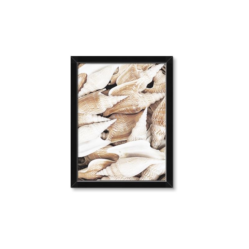 Picture of All the Shells  _GroupedProduct_Rectangle_Portrait_Photography _GroupedProduct_Rectangle_Portrait_Framed_Matted_