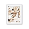 Picture of All the Shells  _GroupedProduct_Rectangle_Portrait_Photography _GroupedProduct_Rectangle_Portrait_Framed_Matted_