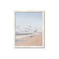 Picture of Beach Birds _GroupedProduct_Rectangle_Portrait_Photography _GroupedProduct_Rectangle_Portrait_Framed_Matted_