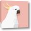 Picture of Cockatoo