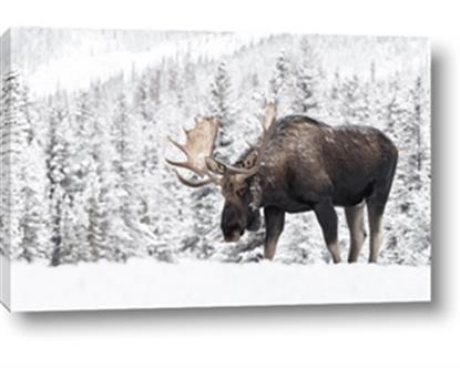 Picture of Winter Moose