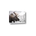 Picture of Elliot, the moose _GroupedProduct_Rectangle_Landscape_Photography _GroupedProduct_Rectangle_Landscape_Canvas_