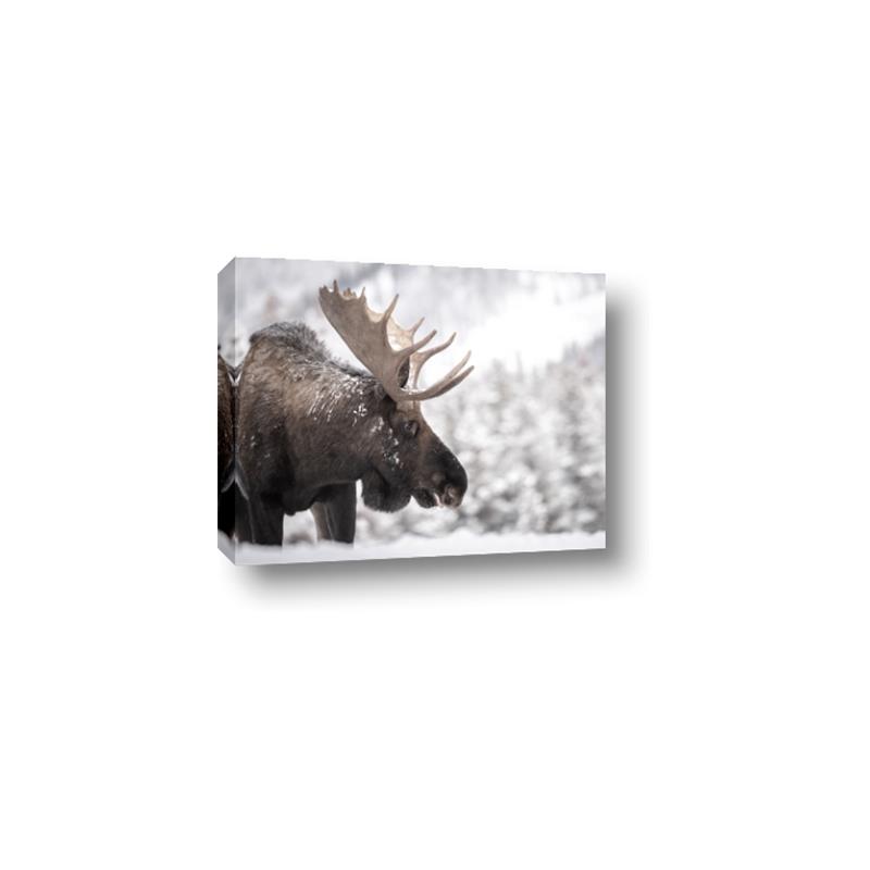 Picture of Elliot, the moose _GroupedProduct_Rectangle_Landscape_Photography _GroupedProduct_Rectangle_Landscape_Canvas_