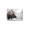 Picture of Elliot, the moose _GroupedProduct_Rectangle_Landscape_Photography _GroupedProduct_Rectangle_Landscape_Canvas_