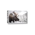 Picture of Elliot, the moose _GroupedProduct_Rectangle_Landscape_Photography _GroupedProduct_Rectangle_Landscape_Canvas_