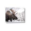 Picture of Elliot, the moose _GroupedProduct_Rectangle_Landscape_Photography _GroupedProduct_Rectangle_Landscape_Canvas_