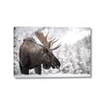 Picture of Elliot, the moose _GroupedProduct_Rectangle_Landscape_Photography _GroupedProduct_Rectangle_Landscape_Canvas_