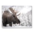 Picture of Elliot, the moose _GroupedProduct_Rectangle_Landscape_Photography _GroupedProduct_Rectangle_Landscape_Canvas_