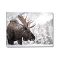 Picture of Elliot, the moose _GroupedProduct_Rectangle_Landscape_Photography _GroupedProduct_Rectangle_Landscape_Canvas_