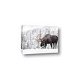 Picture of Winter Moose _GroupedProduct_Rectangle_Landscape_Photography _GroupedProduct_Rectangle_Landscape_Canvas_