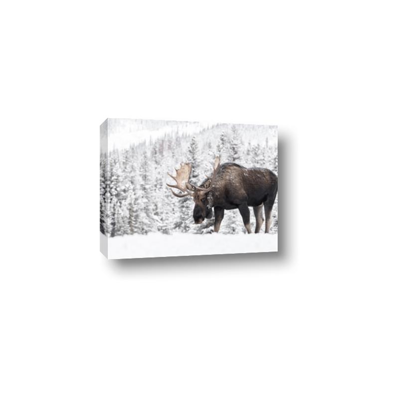 Picture of Winter Moose _GroupedProduct_Rectangle_Landscape_Photography _GroupedProduct_Rectangle_Landscape_Canvas_