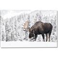 Picture of Winter Moose _GroupedProduct_Rectangle_Landscape_Photography _GroupedProduct_Rectangle_Landscape_Canvas_