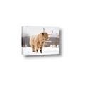 Picture of Fluffy Friend _GroupedProduct_Rectangle_Landscape_Photography _GroupedProduct_Rectangle_Landscape_Canvas_
