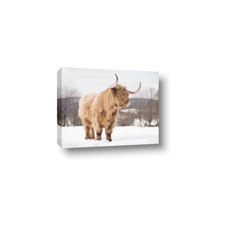Picture of Fluffy Friend _GroupedProduct_Rectangle_Landscape_Photography _GroupedProduct_Rectangle_Landscape_Canvas_