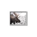 Picture of Elliot, the moose _GroupedProduct_Rectangle_Landscape_Photography _GroupedProduct_Rectangle_Landscape_Canvas_Framed_