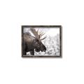 Picture of Elliot, the moose _GroupedProduct_Rectangle_Landscape_Photography _GroupedProduct_Rectangle_Landscape_Canvas_Framed_