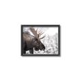 Picture of Elliot, the moose _GroupedProduct_Rectangle_Landscape_Photography _GroupedProduct_Rectangle_Landscape_Canvas_Framed_
