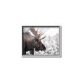 Picture of Elliot, the moose _GroupedProduct_Rectangle_Landscape_Photography _GroupedProduct_Rectangle_Landscape_Canvas_Framed_