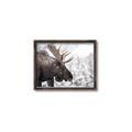 Picture of Elliot, the moose _GroupedProduct_Rectangle_Landscape_Photography _GroupedProduct_Rectangle_Landscape_Canvas_Framed_