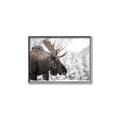 Picture of Elliot, the moose _GroupedProduct_Rectangle_Landscape_Photography _GroupedProduct_Rectangle_Landscape_Canvas_Framed_