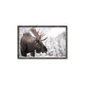 Picture of Elliot, the moose _GroupedProduct_Rectangle_Landscape_Photography _GroupedProduct_Rectangle_Landscape_Canvas_Framed_