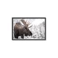 Picture of Elliot, the moose _GroupedProduct_Rectangle_Landscape_Photography _GroupedProduct_Rectangle_Landscape_Canvas_Framed_