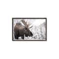 Picture of Elliot, the moose _GroupedProduct_Rectangle_Landscape_Photography _GroupedProduct_Rectangle_Landscape_Canvas_Framed_