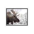 Picture of Elliot, the moose _GroupedProduct_Rectangle_Landscape_Photography _GroupedProduct_Rectangle_Landscape_Canvas_Framed_