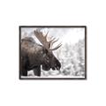Picture of Elliot, the moose _GroupedProduct_Rectangle_Landscape_Photography _GroupedProduct_Rectangle_Landscape_Canvas_Framed_