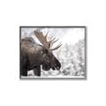 Picture of Elliot, the moose _GroupedProduct_Rectangle_Landscape_Photography _GroupedProduct_Rectangle_Landscape_Canvas_Framed_